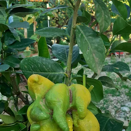Hébergement de vacances Maison Arci