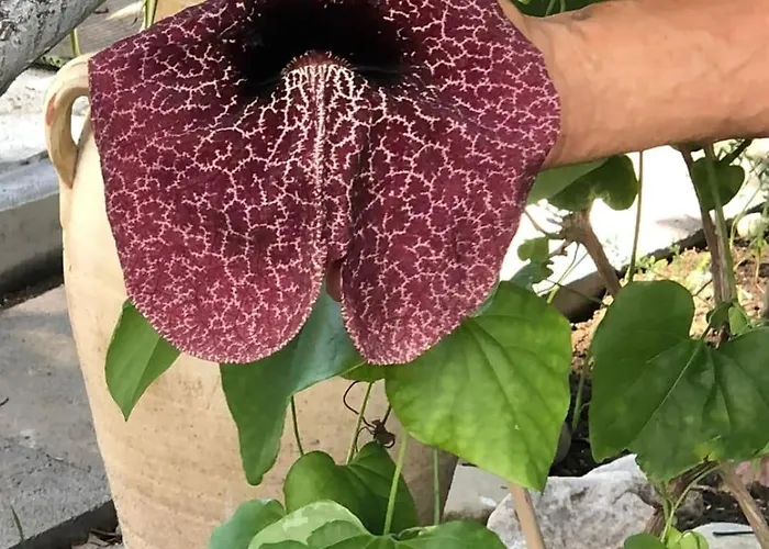 Maison Arci Джардини-Наксос