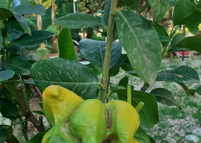 Дом отдыха Maison Arci